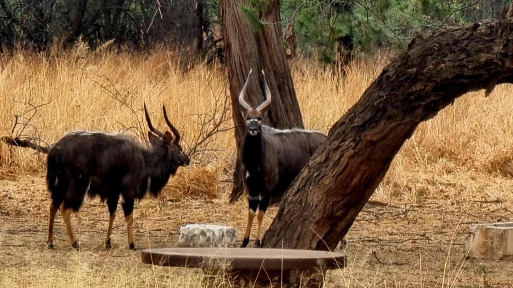 Two nyala bulls at the waterhole