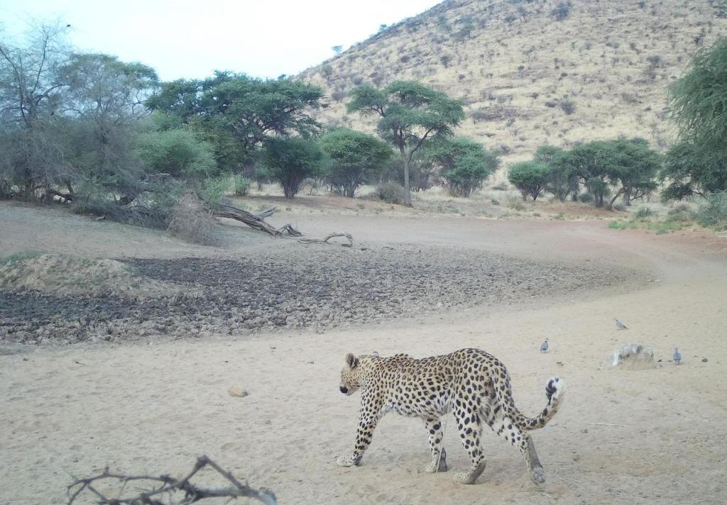 A leopard caught on a camera trap
