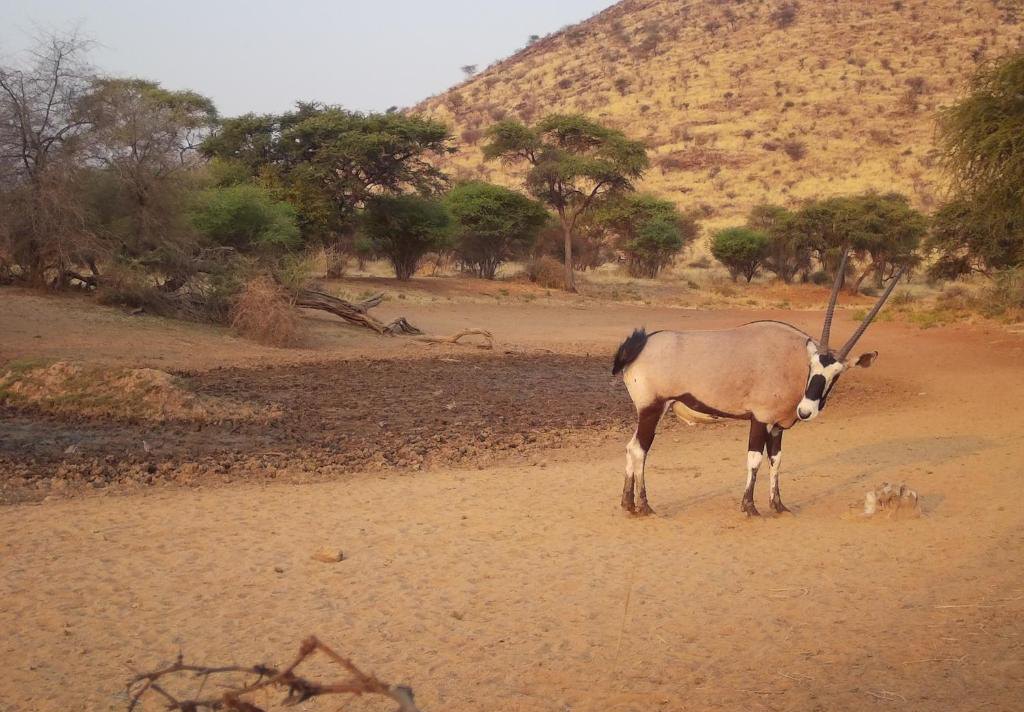 An oryx at the dry waterhole