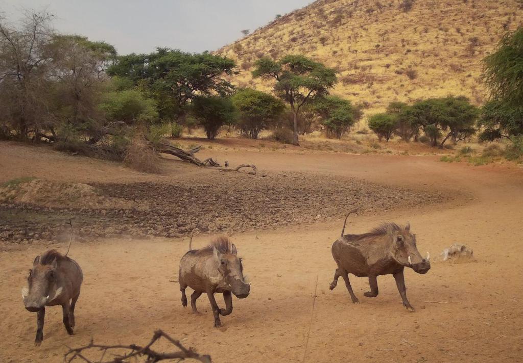 Three warthogs trotting past