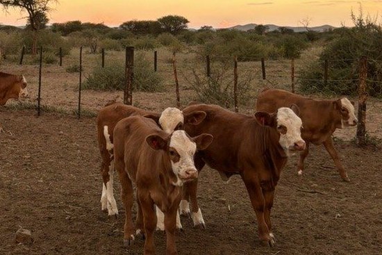 Simmental calves in the evening light