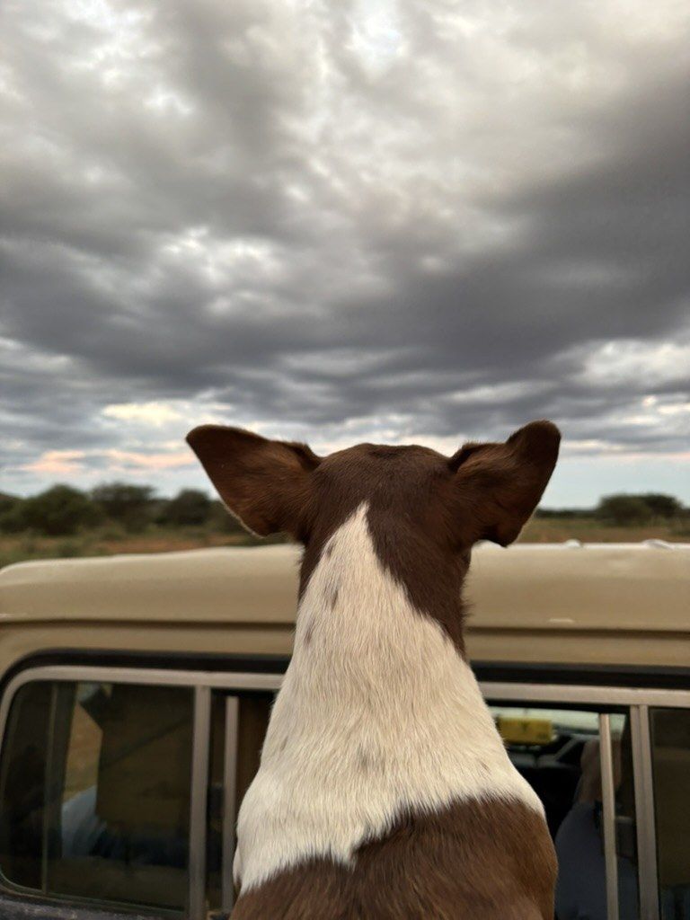 A farm dog looking out from the game-drive vehicle