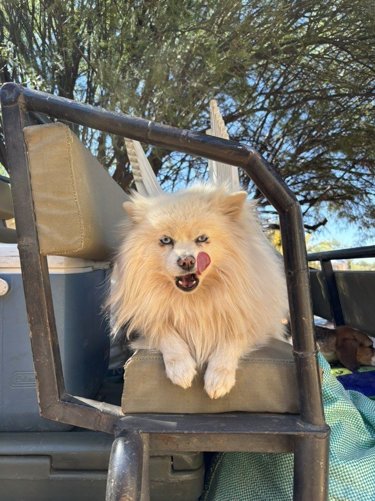 One of the farm dogs on a game drive