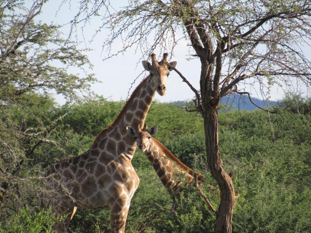 A giraffe and her calf in the bush