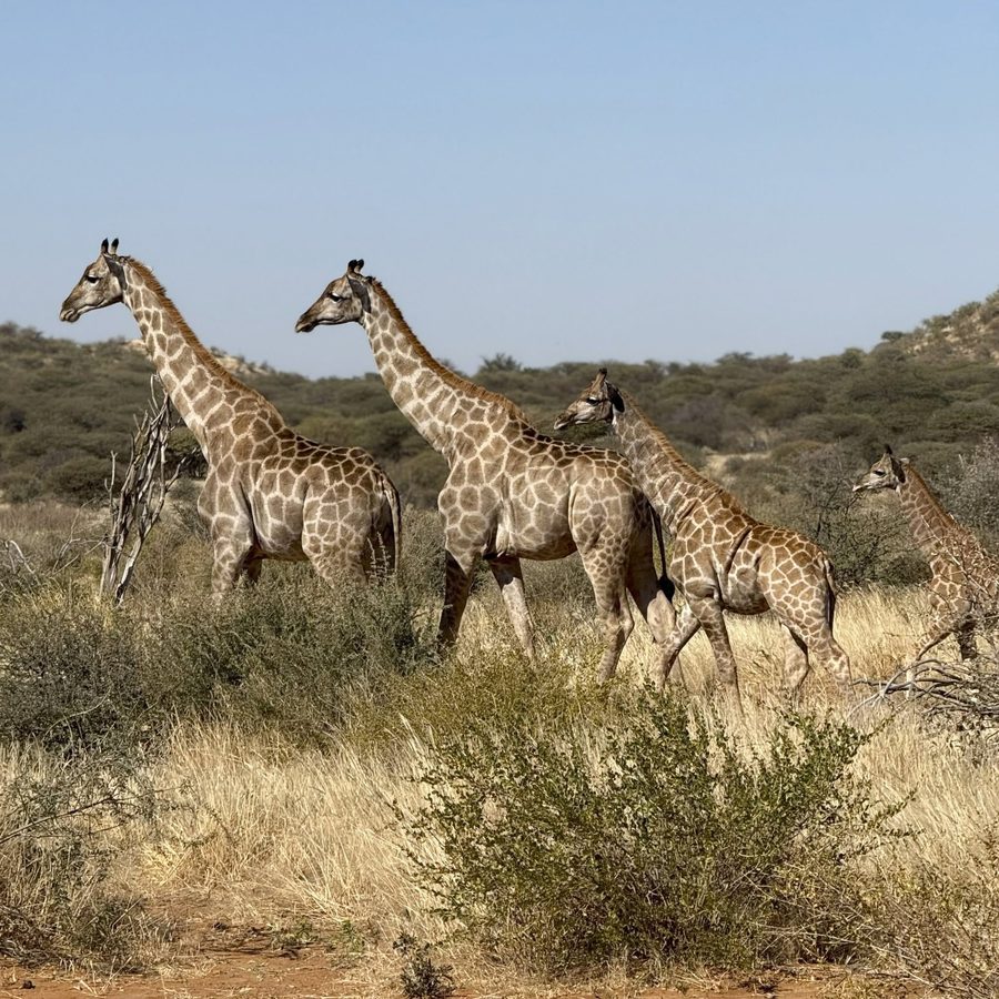 Giraffes crossing the bush