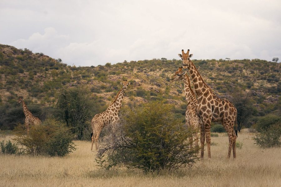 Giraffes in the hills, seen on a ride