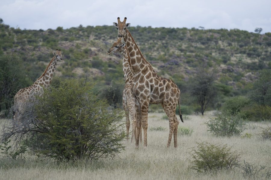 Two giraffes in the bush