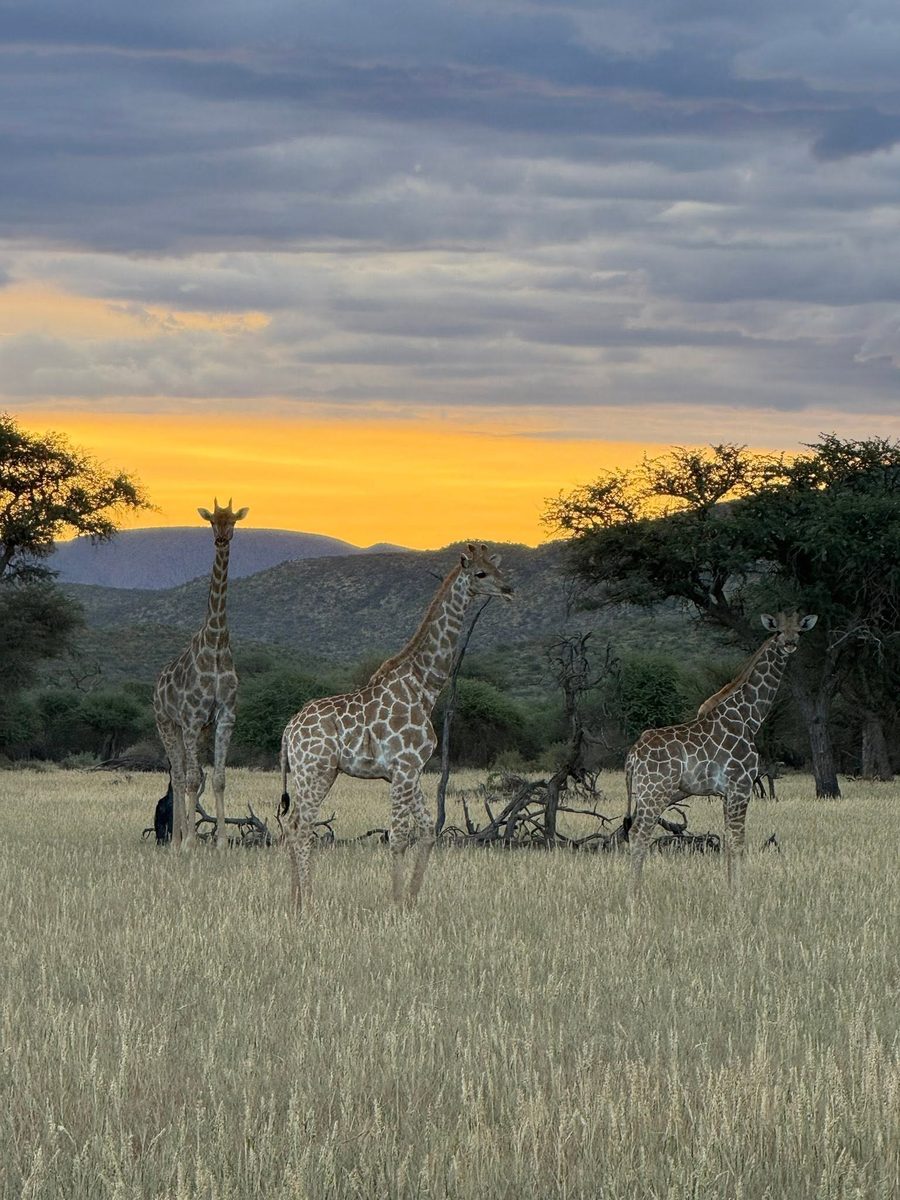 Three giraffes on the plains at sunset