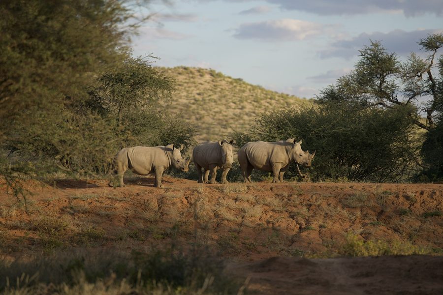 White rhinos in the golden evening light on Ibenstein