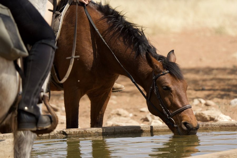 A horse drinking at the trough after a ride