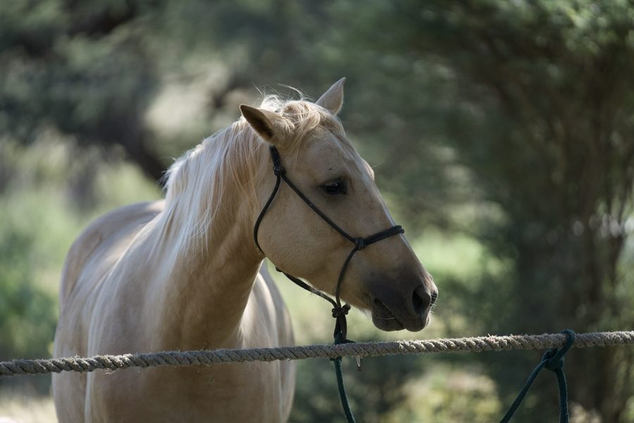 A palomino horse resting in the shade