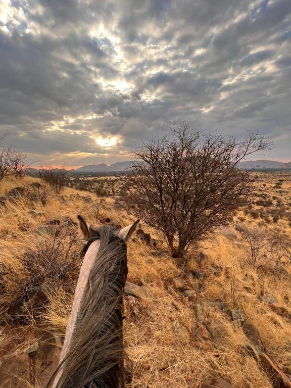 Between the ears of a horse, looking out over the golden hills