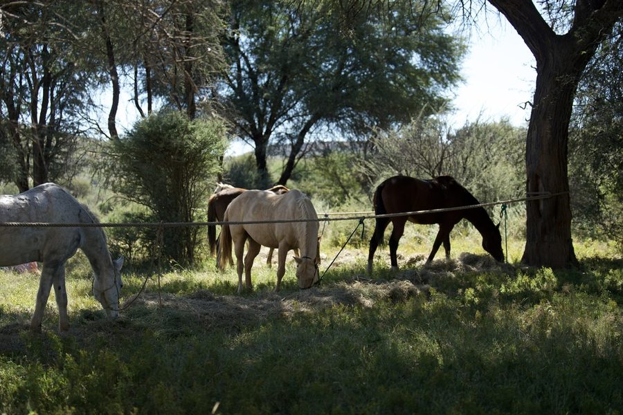 Horses eating hay beneath the trees after a ride