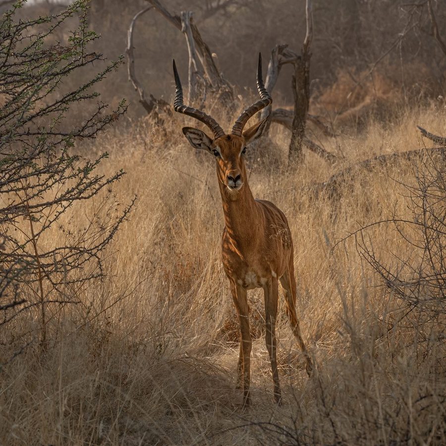 An impala ram in the golden grass