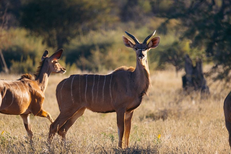 Kudu in the golden grass
