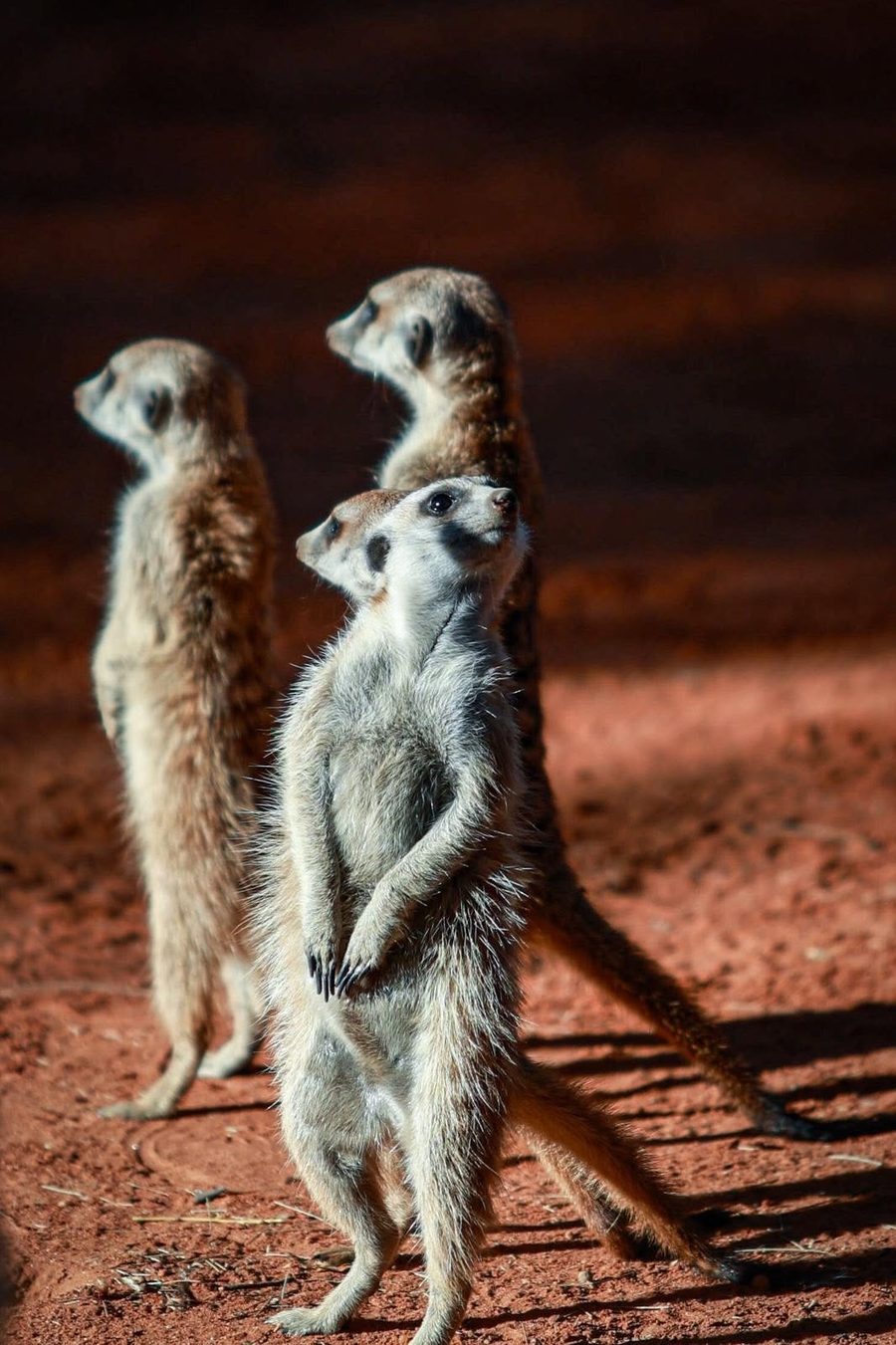 Meerkats standing guard