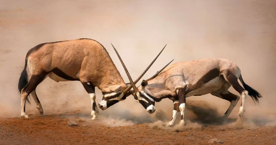 Two oryx sparring in the dust