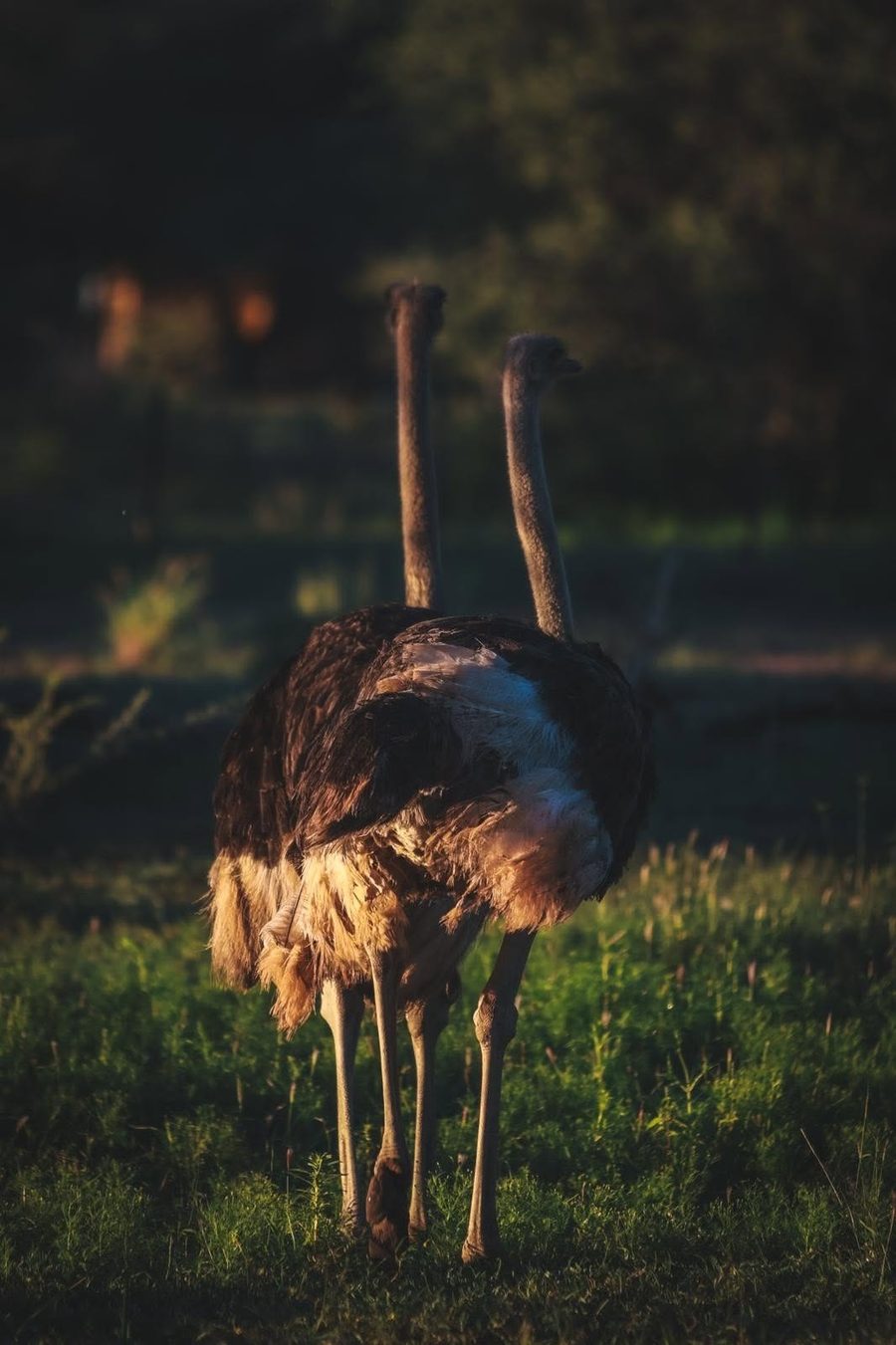 Ostriches in the evening light