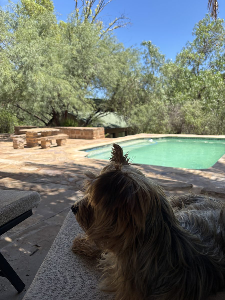 The pool in the shade of the trees, with a farm dog keeping watch