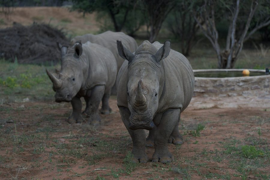 Two white rhinos walking towards the camera
