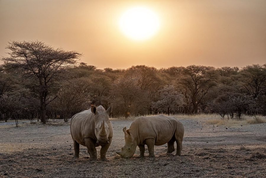 Two white rhinos at sunset
