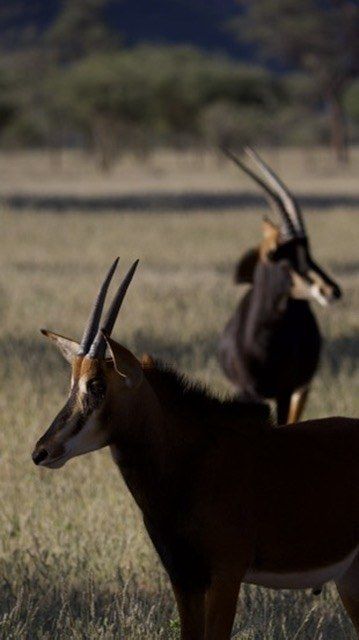 Sable antelopes in the evening light