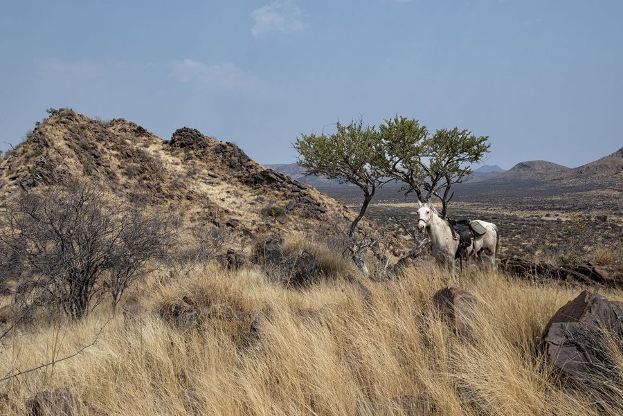 Horses among the rocks and grasses of the highlands