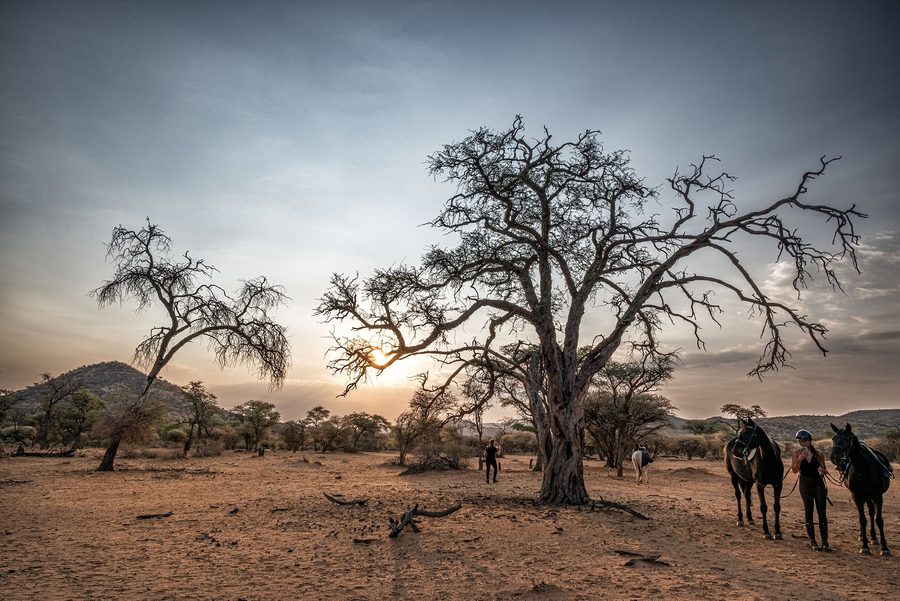 Riders and horses beneath a camelthorn tree at sunset