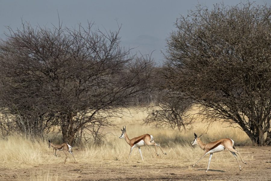 Springbok leaping through the grass