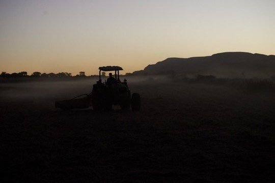 Farm work at first light