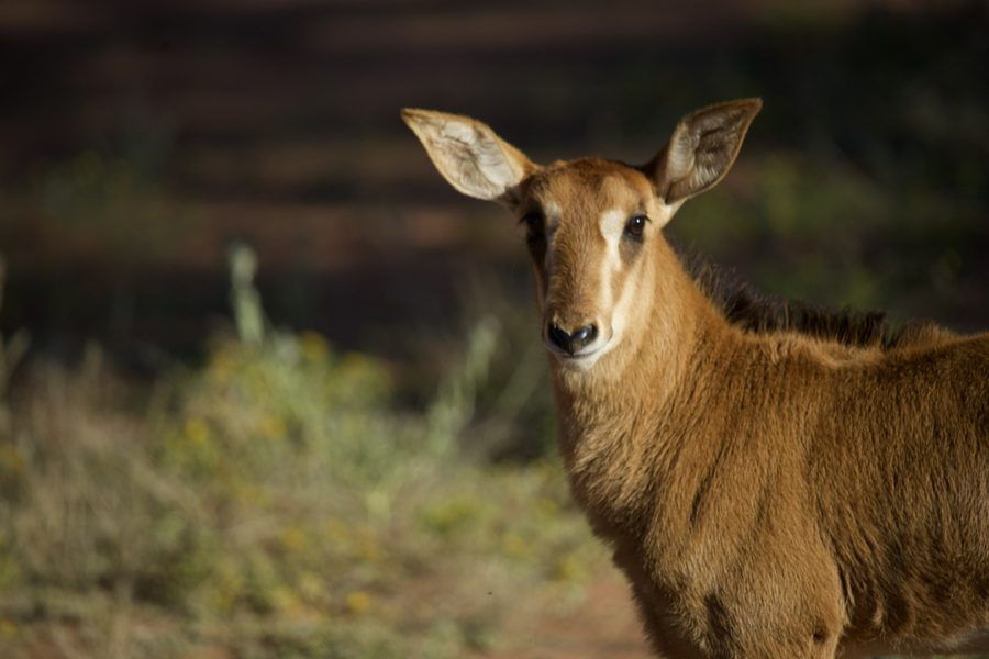 A young sable antelope