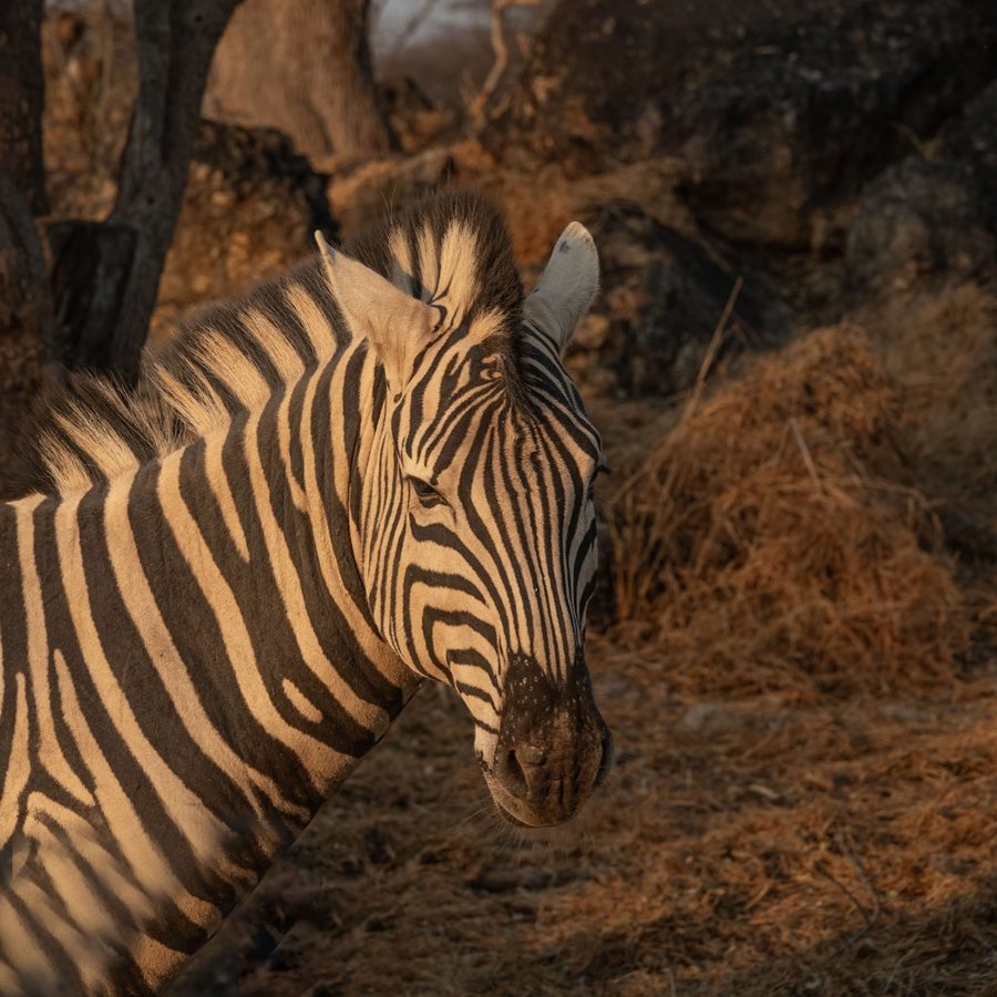 A zebra up close