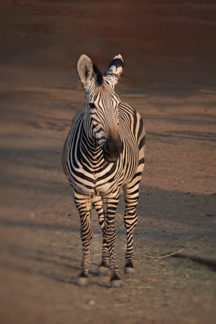 A mountain zebra in the evening light