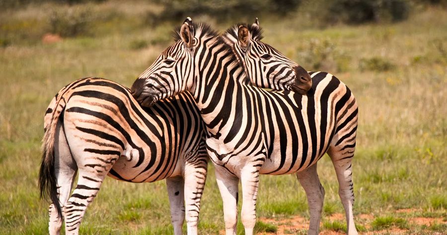 Two zebras side by side
